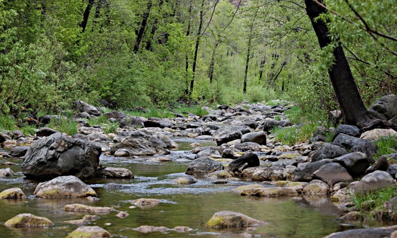 Oak Creek in Sedona